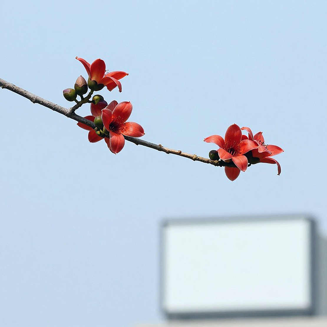 হুইয়ারঅ্যাবাউটস, দুই বছরের ছায়া আর এক অলিম্পিক পদকের অসম হিসাব